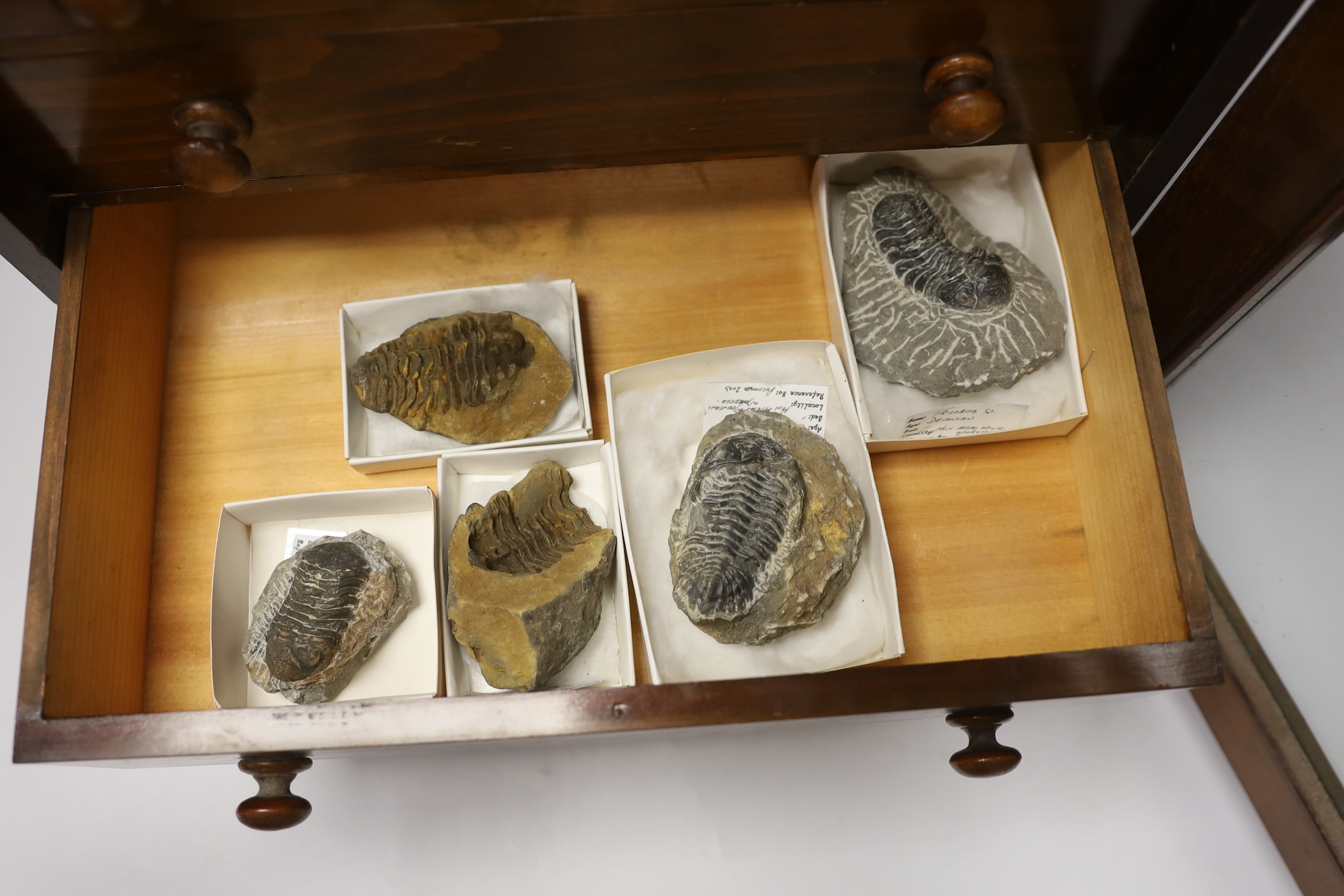 Fossil Trilobite interest; an early twentieth century six drawer pine collector’s cabinet of fossils, mainly Trilobite specimens on matrix (approx 35), etc. many specimens with labels, 47cm high, 38cm wide, 28cm deep